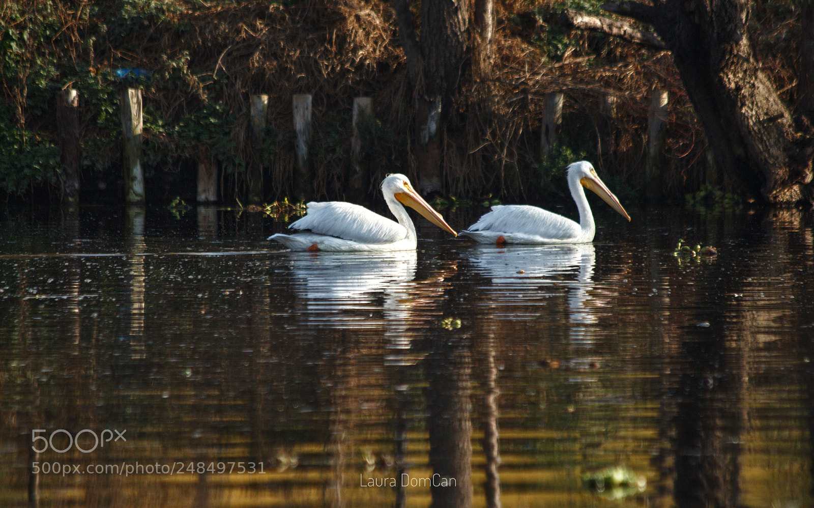 Canon EOS 700D (EOS Rebel T5i / EOS Kiss X7i) sample photo. White pelicans in the photography