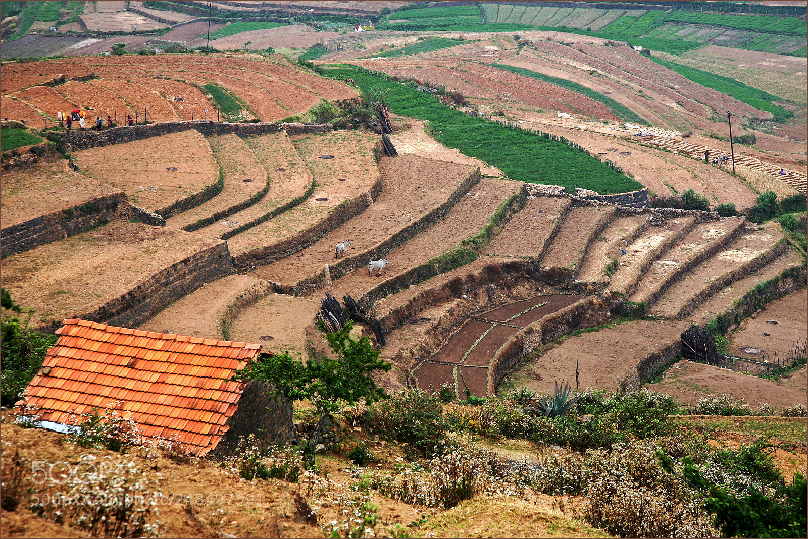 Canon EOS 5D sample photo. Terraced fields in the photography