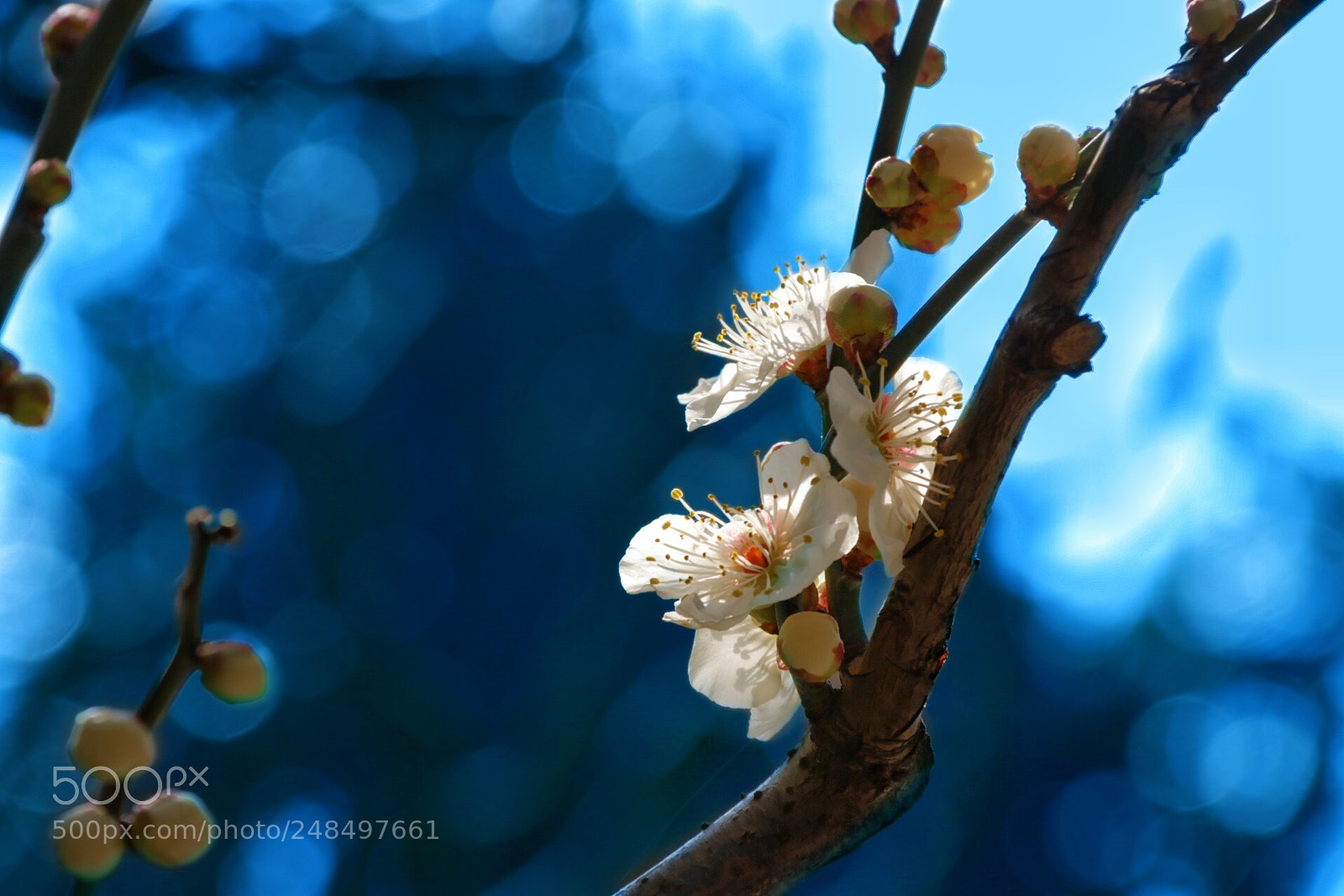 Canon EOS 80D sample photo. Untitled photography