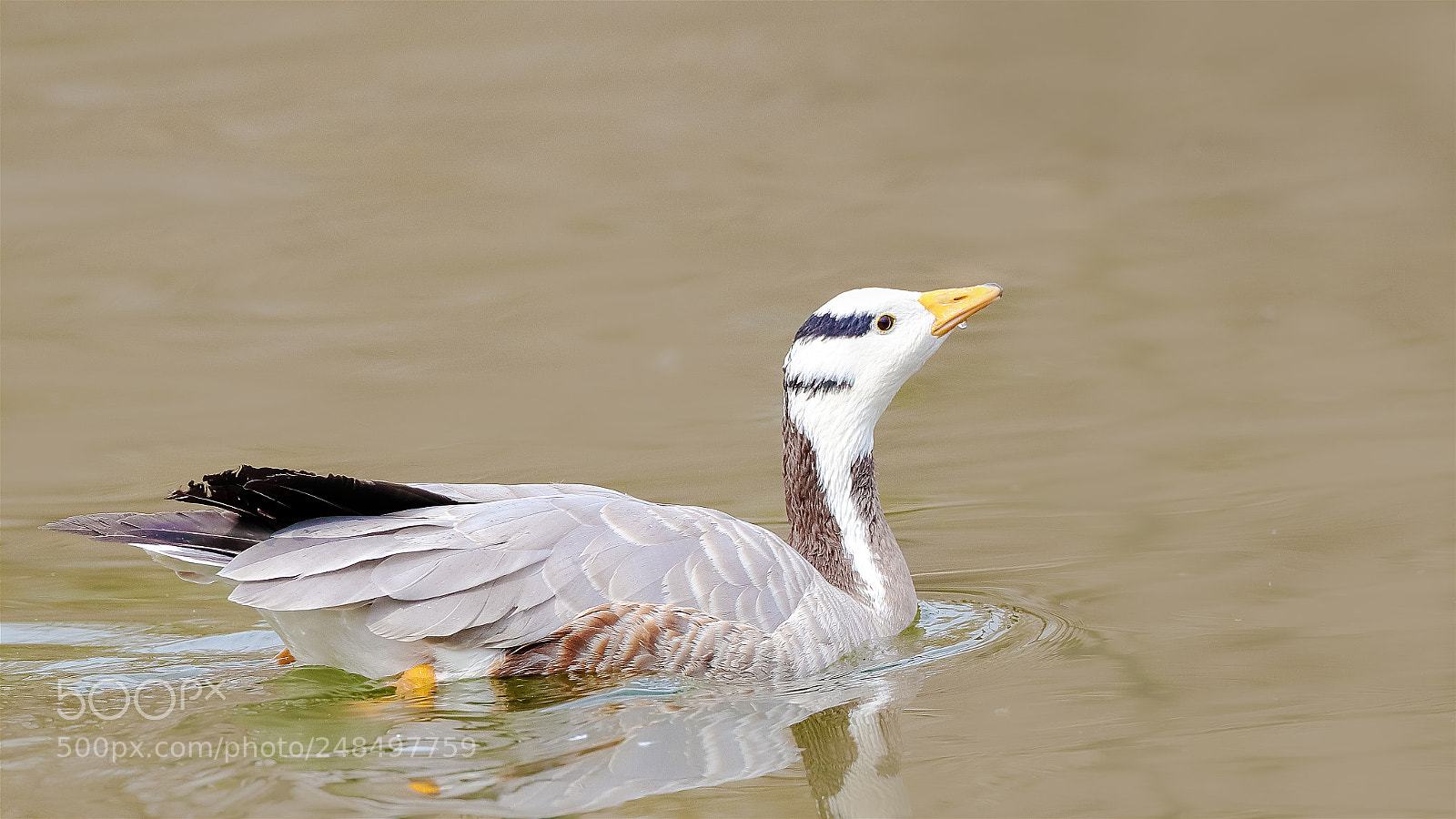 Canon EOS-1D X Mark II sample photo. Untitled photography