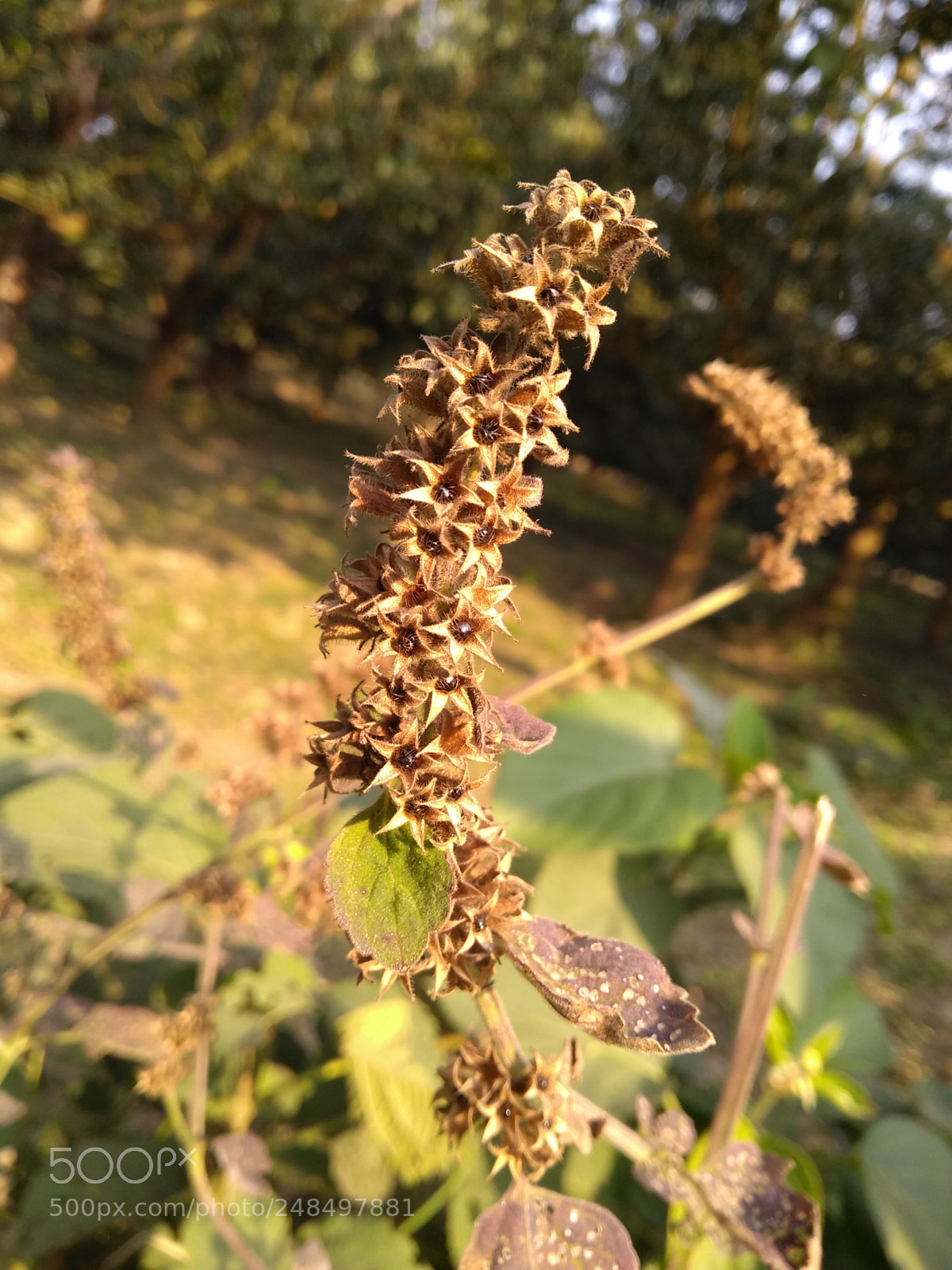 Motorola Moto G (5S) Plus sample photo. Forest flower photography