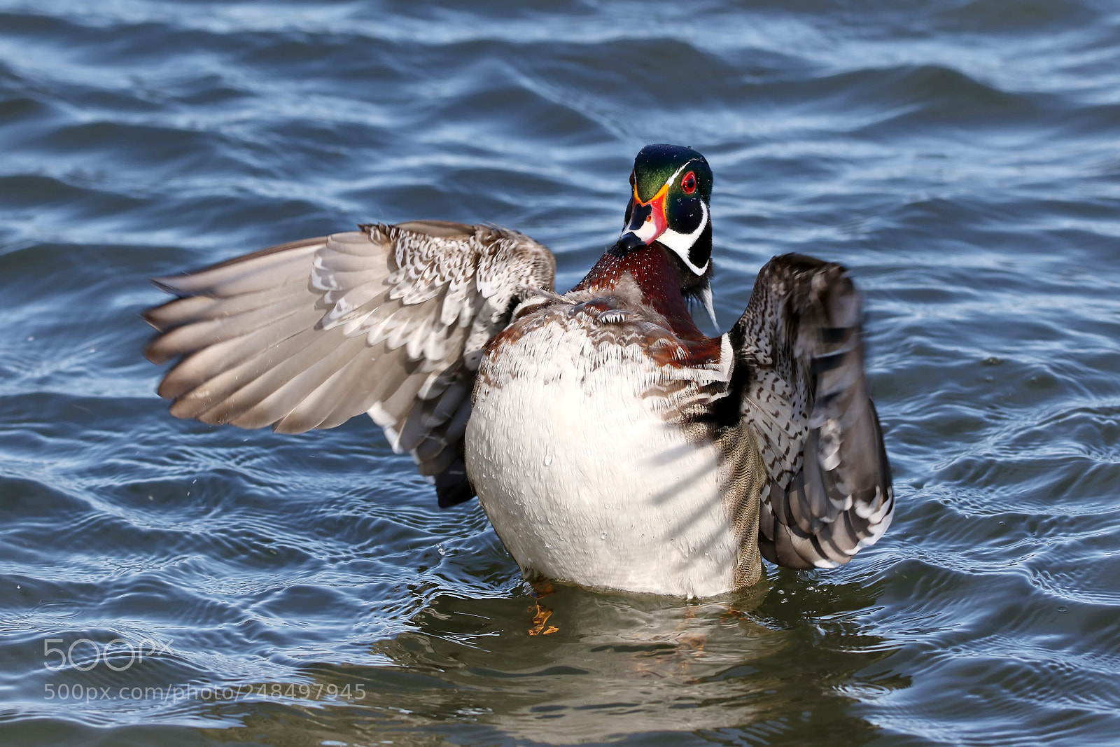 Canon EOS 7D Mark II sample photo. Wood duck flap photography