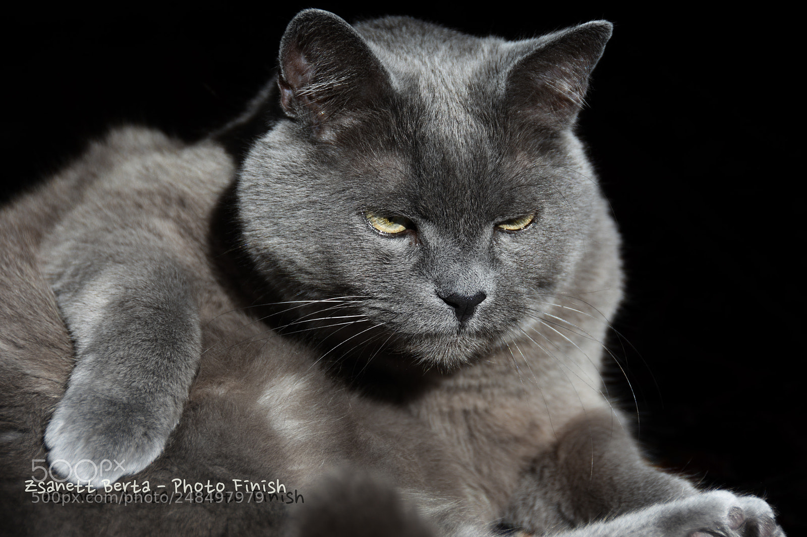 Nikon D7200 sample photo. Boci loves the sunshine photography
