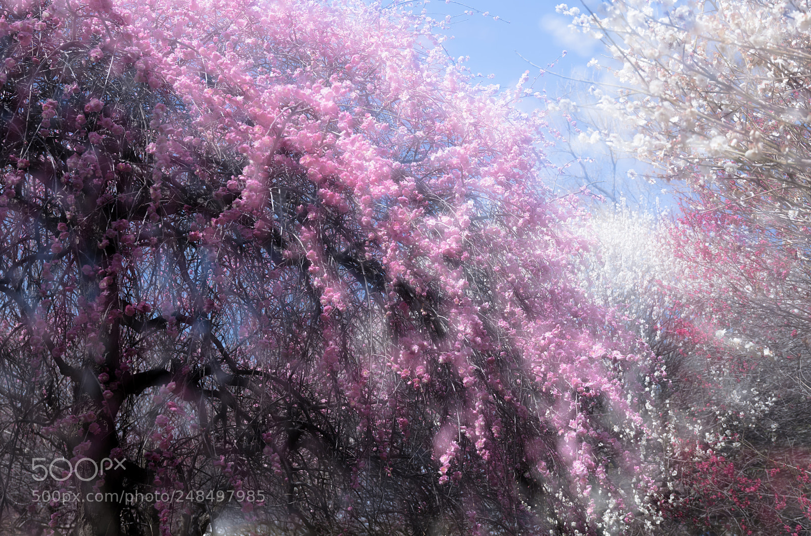 Nikon D850 sample photo. The plum blossoms photography