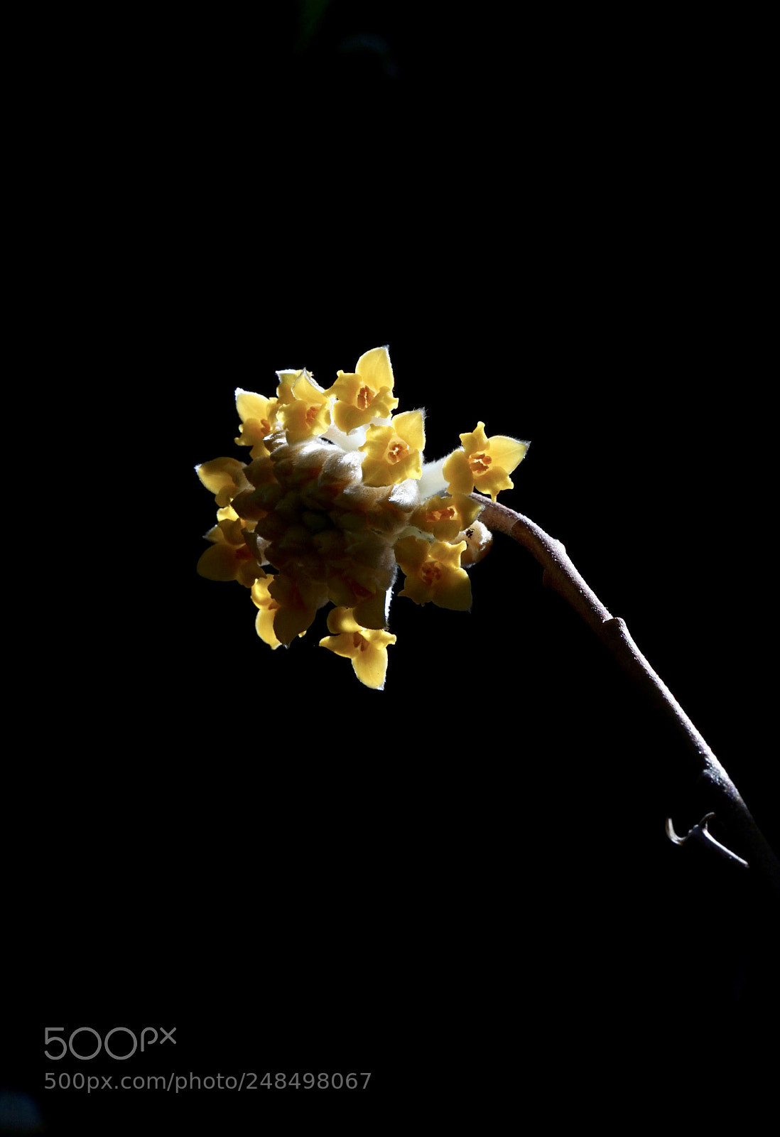 Sony a7 II sample photo. Backlit.oriental paperbush. photography