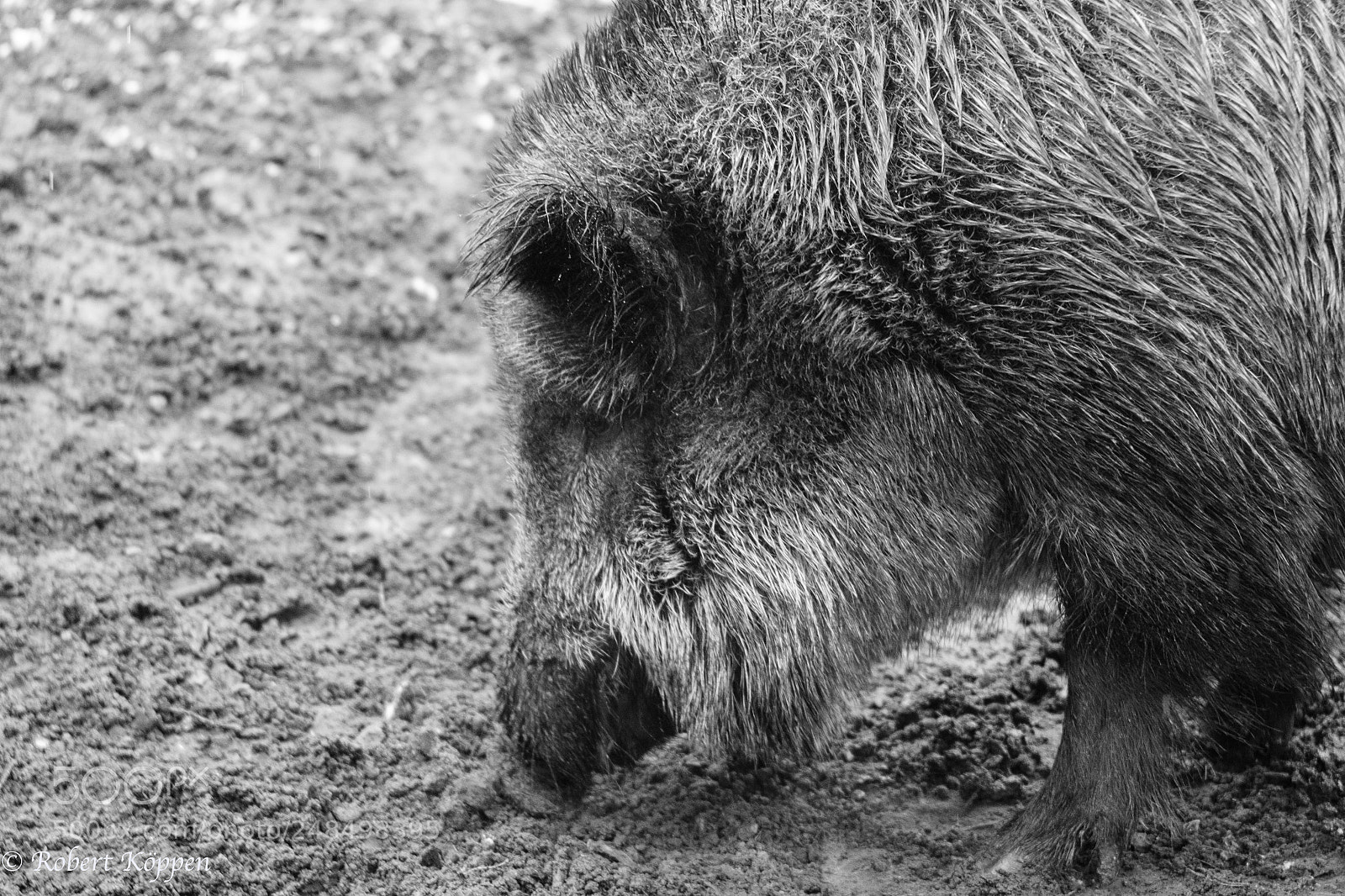 Fujifilm X-Pro1 sample photo. Animal photography