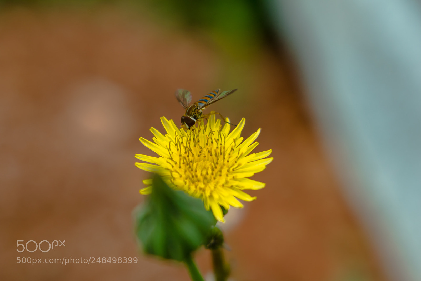 Nikon D5300 sample photo. Dandelion photography