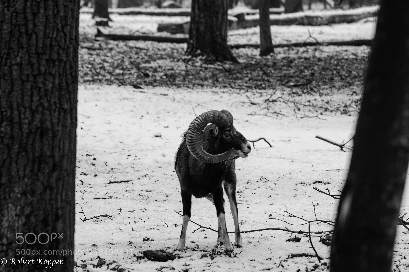Fujifilm X-Pro1 sample photo. Animal photography