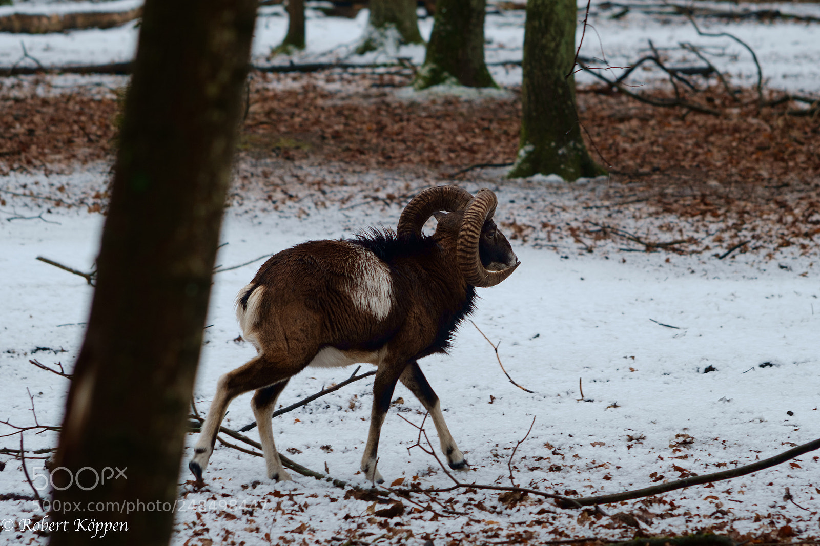 Fujifilm X-Pro1 sample photo. Animal photography