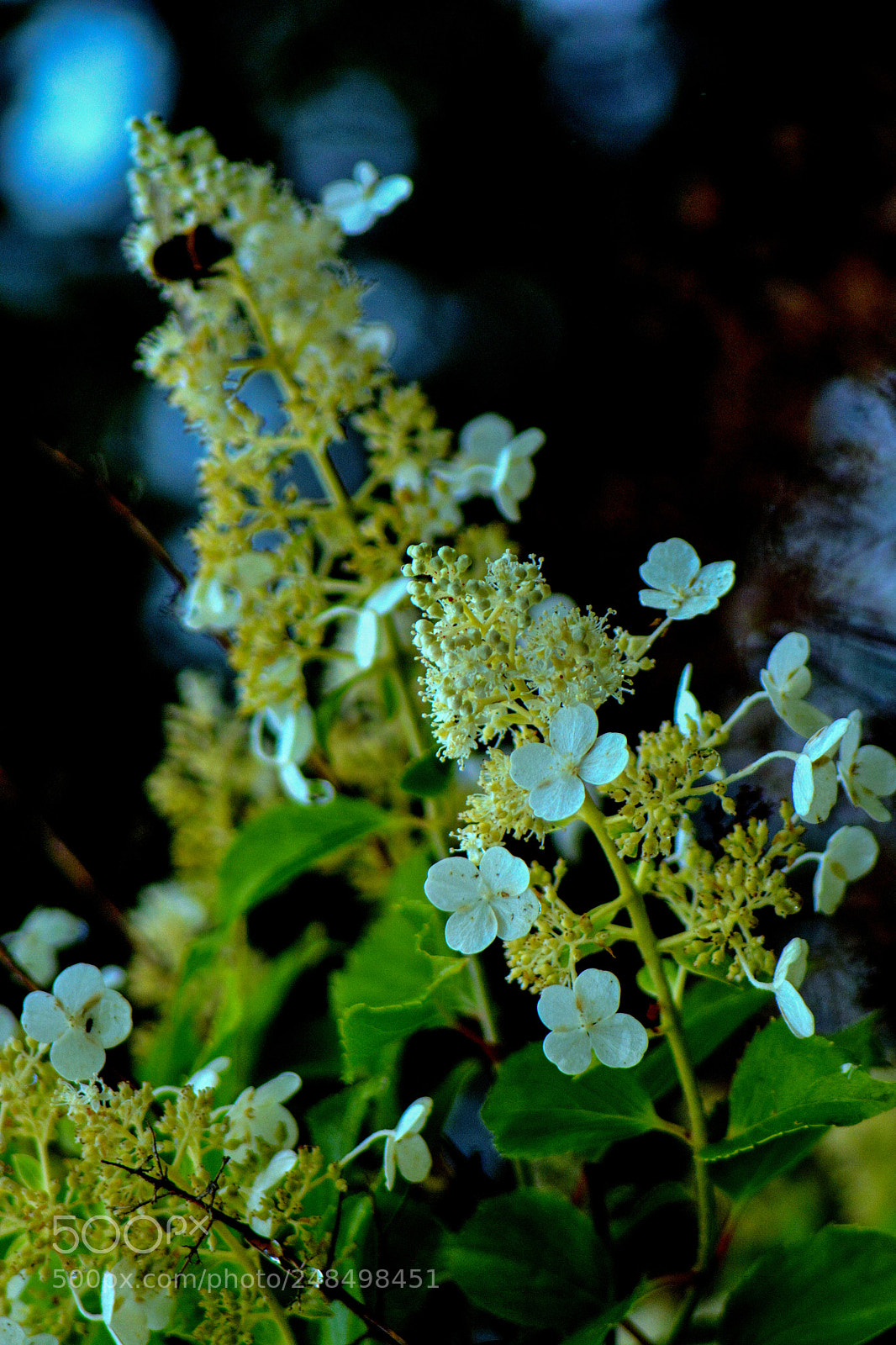 Nikon D7100 sample photo. White flowers in the photography