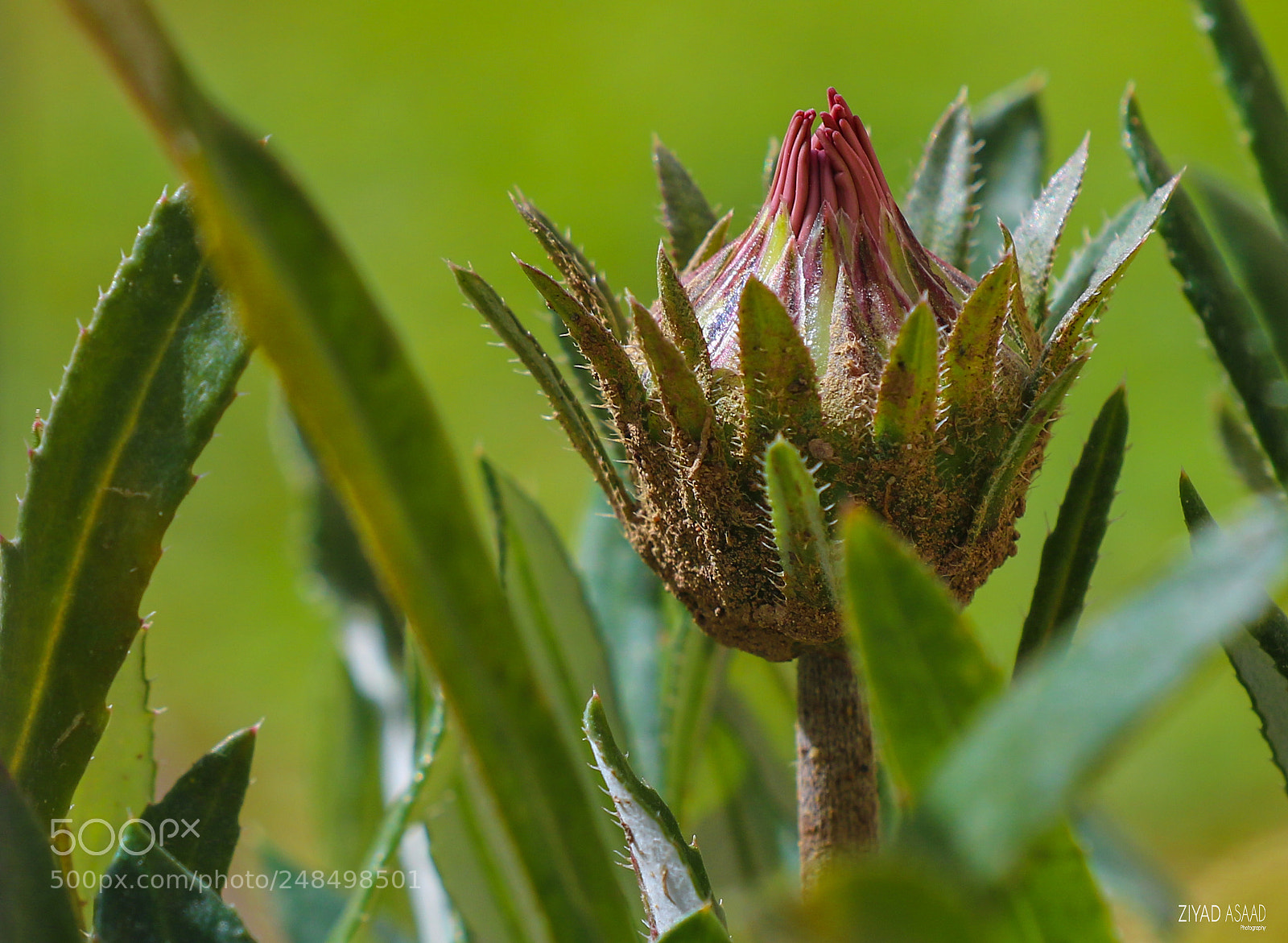 Canon EOS 7D Mark II sample photo. Untitled photography