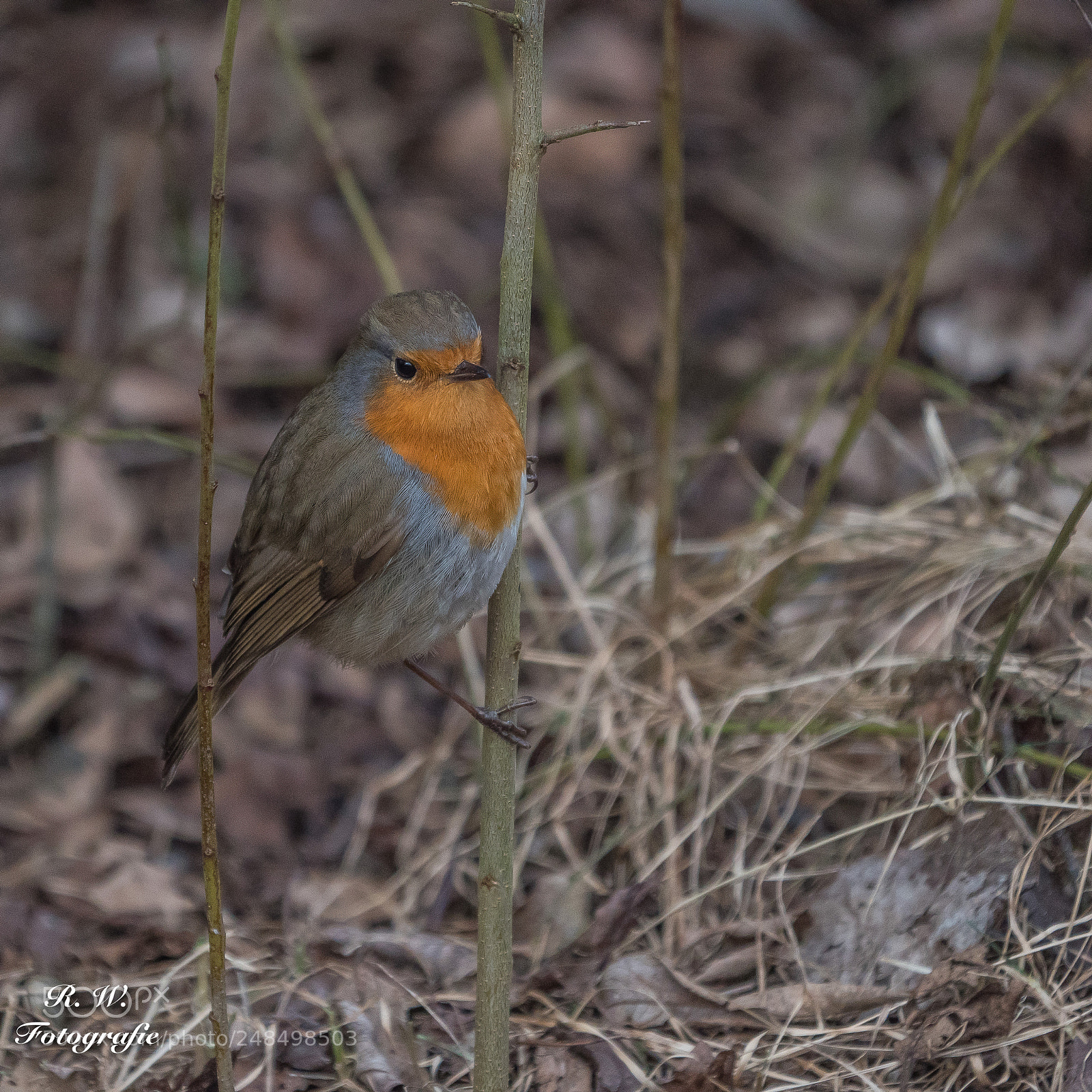 Panasonic Lumix DC-G9 sample photo. European robin photography