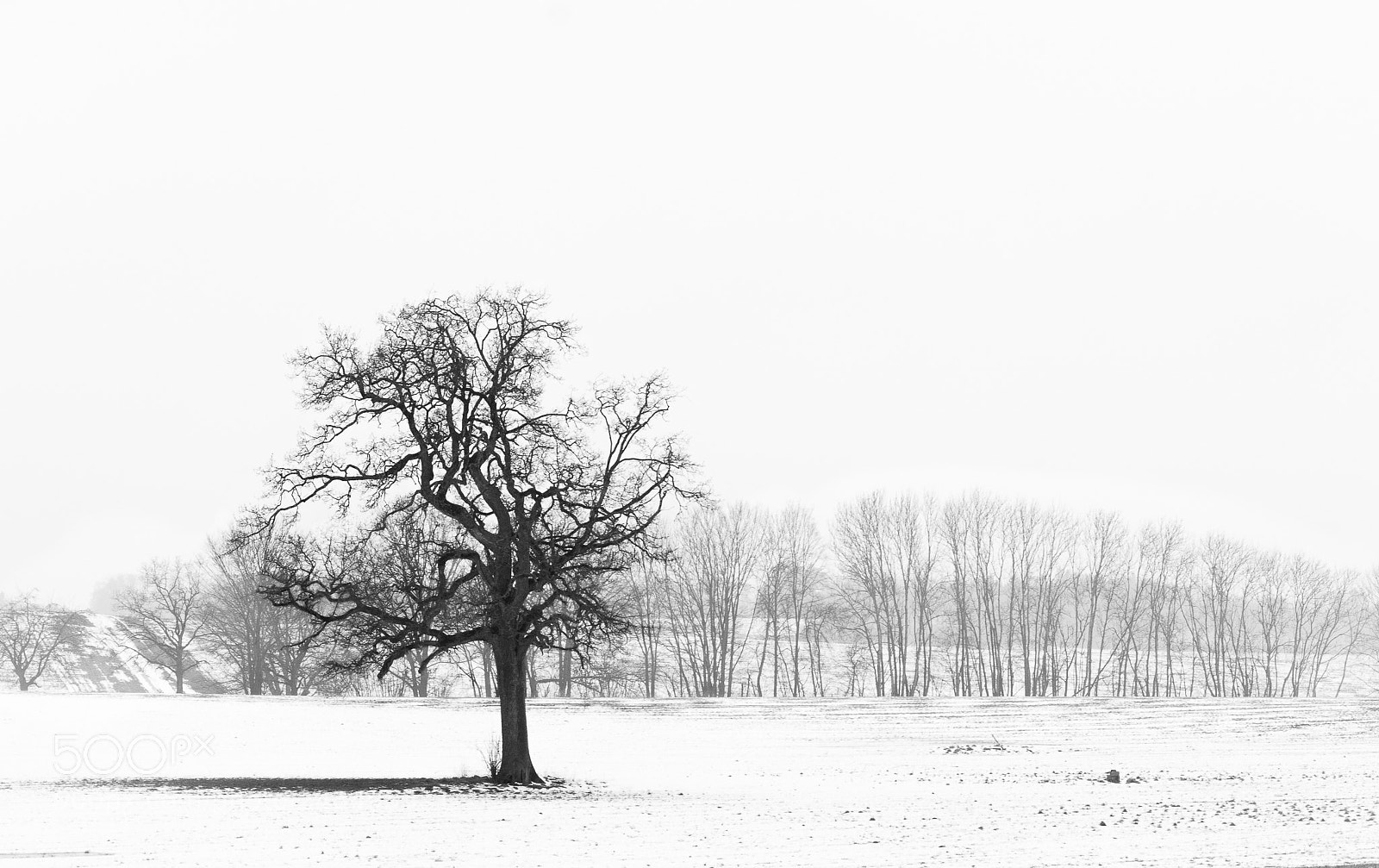 Nikon D500 sample photo. Be alone photography