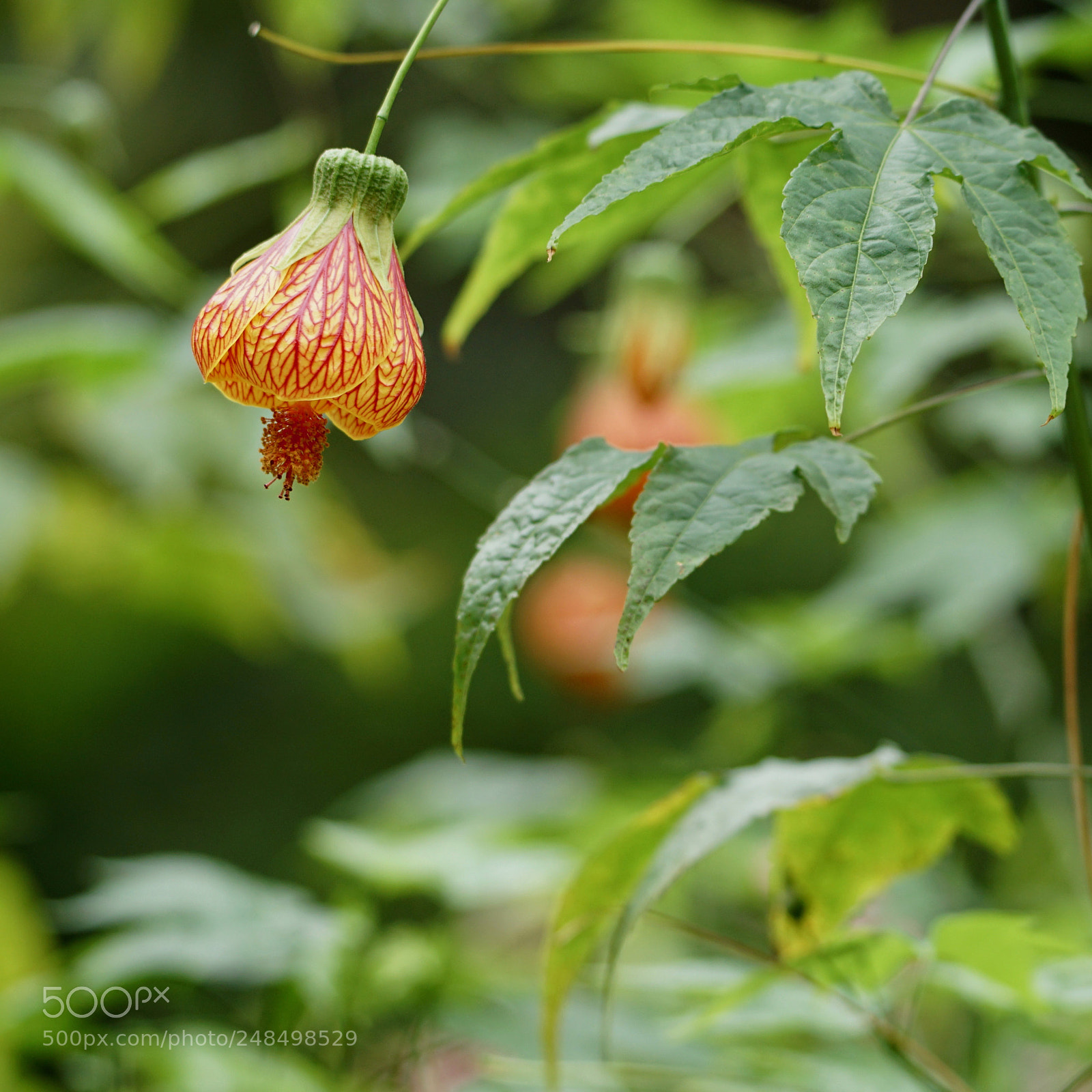 Sony a6300 sample photo. I am alone photography