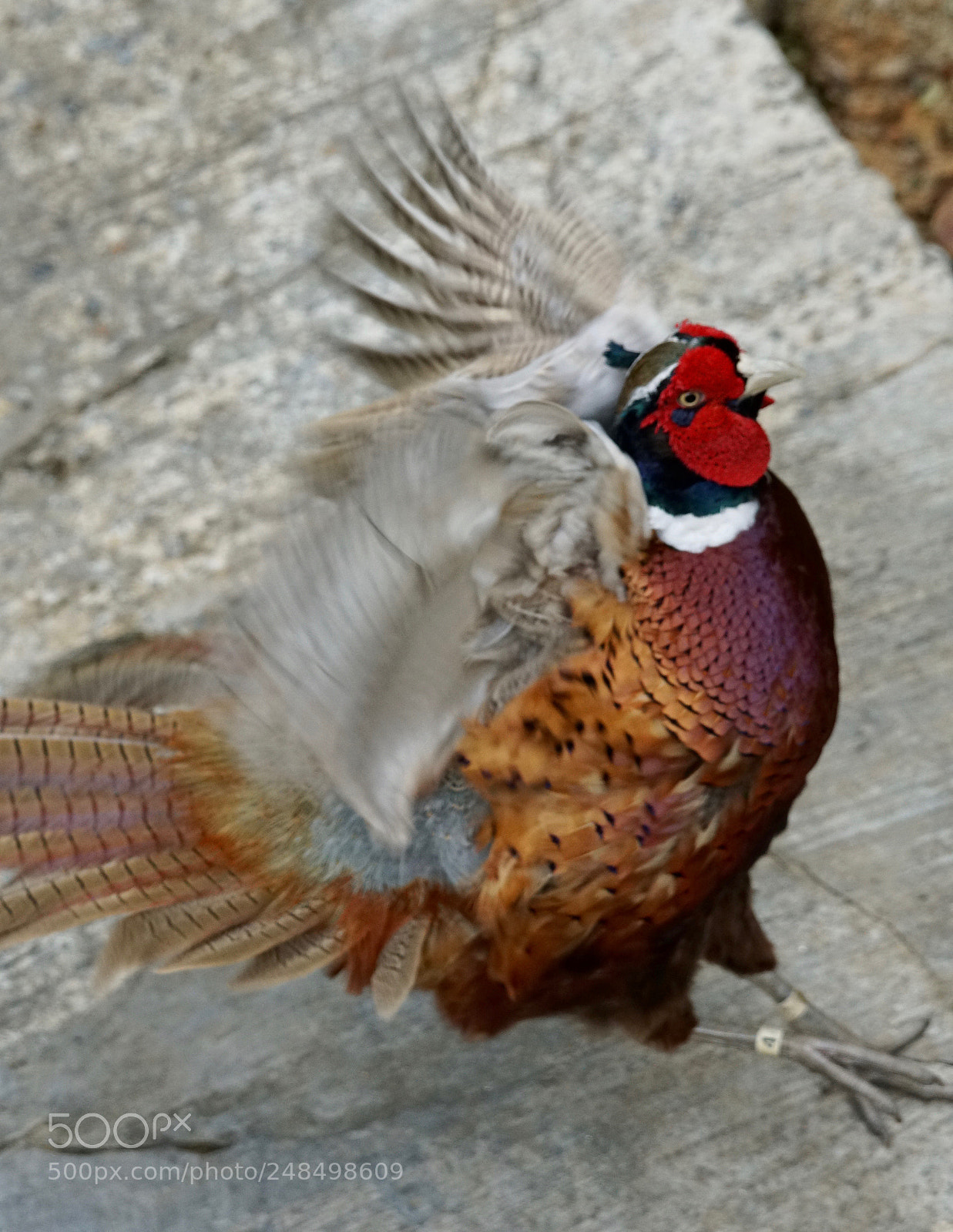 Sony a6300 sample photo. I wanna fly photography