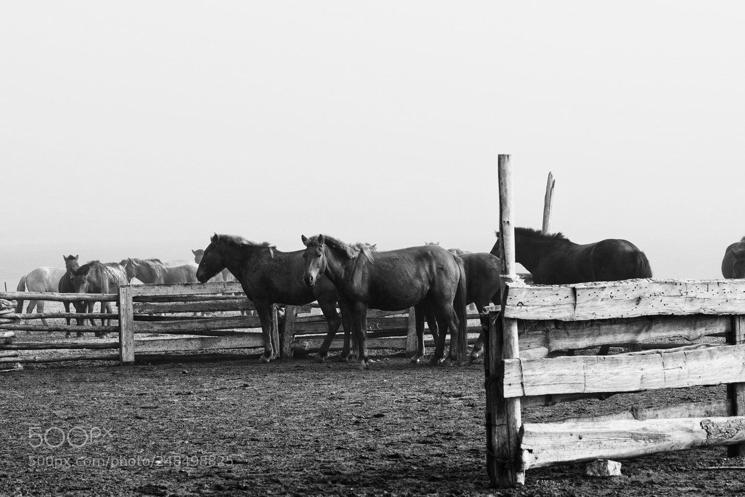 Nikon D800 sample photo. Horses ix photography