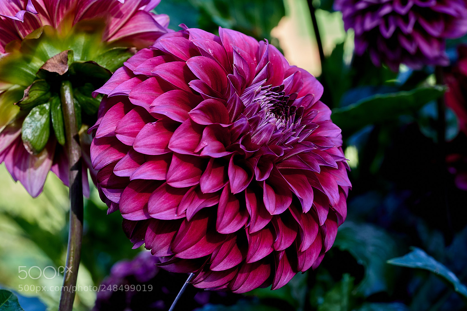 Sony a7 sample photo. Abg_180225_6 photography