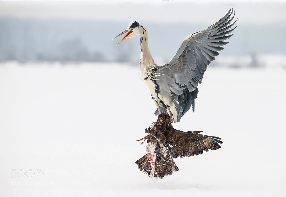 Canon EOS-1D X sample photo. Fight for food 2 photography