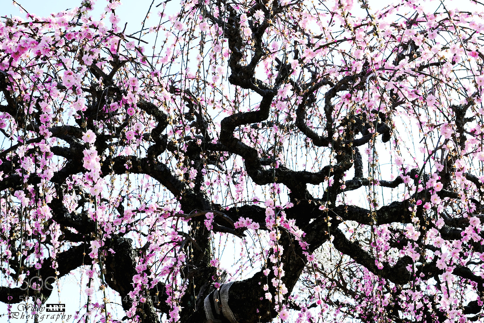 Fujifilm X-T20 sample photo. Ume flower photography