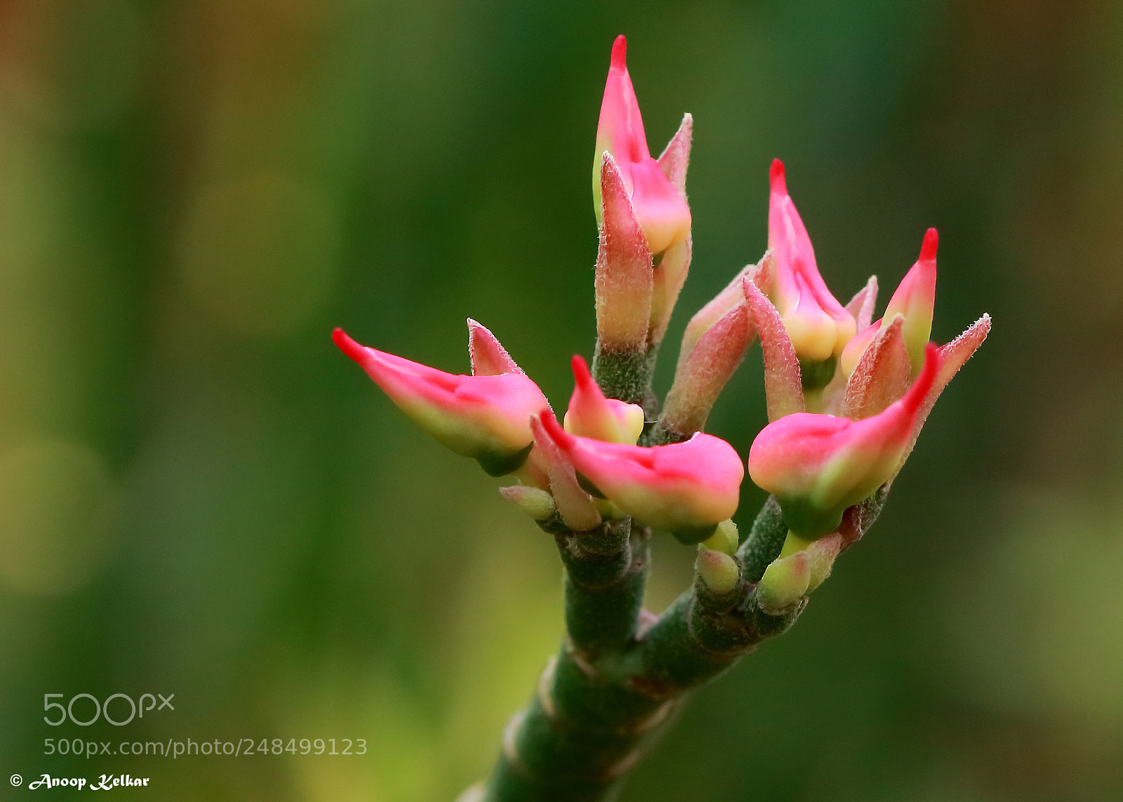 Canon EOS 700D (EOS Rebel T5i / EOS Kiss X7i) sample photo. Natural  blessings photography