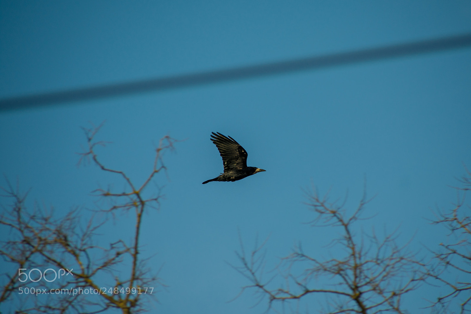 Nikon D3400 sample photo. Flying bird photography