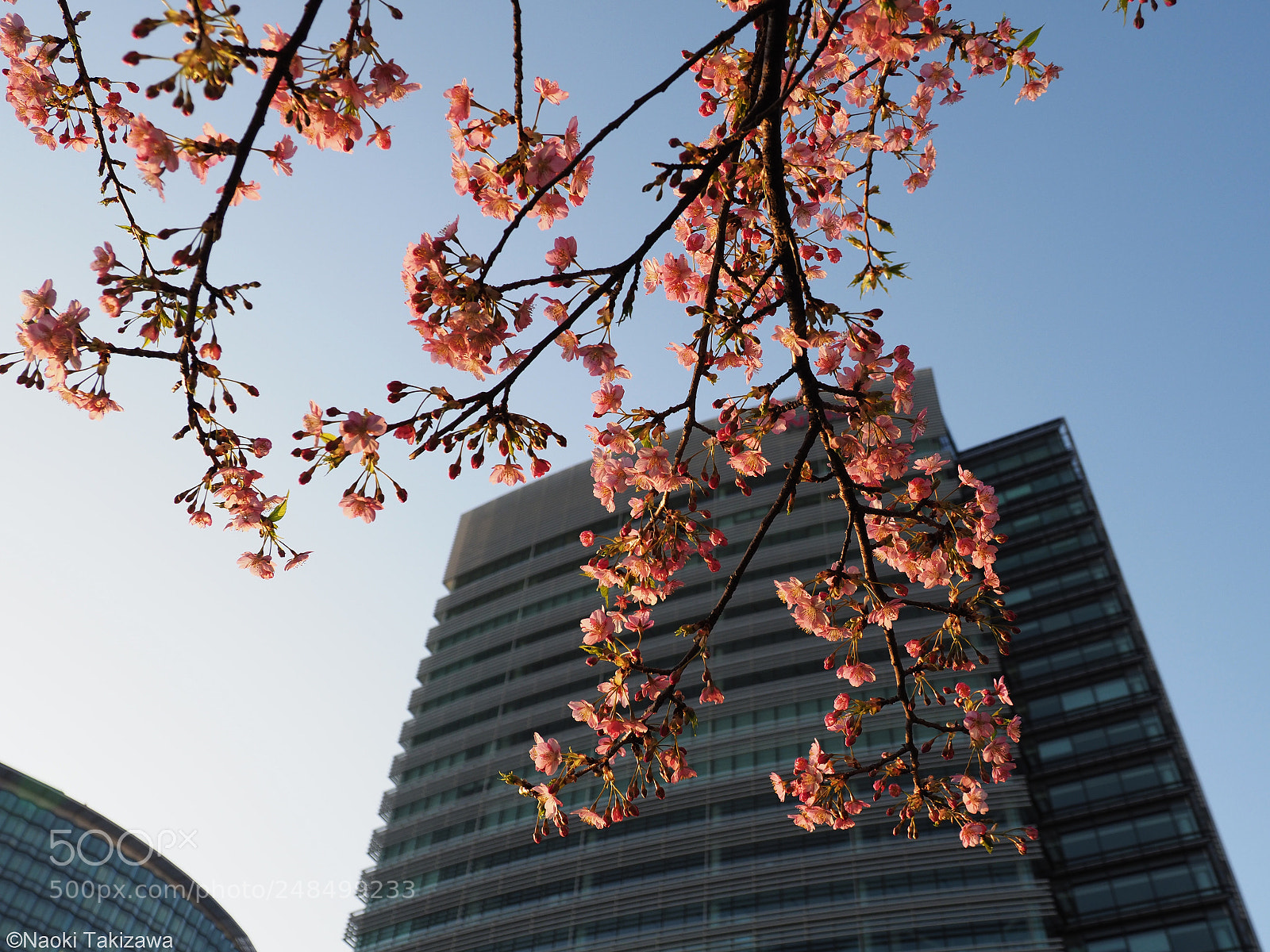 Olympus OM-D E-M1 Mark II sample photo. Urban cherry blossoms photography