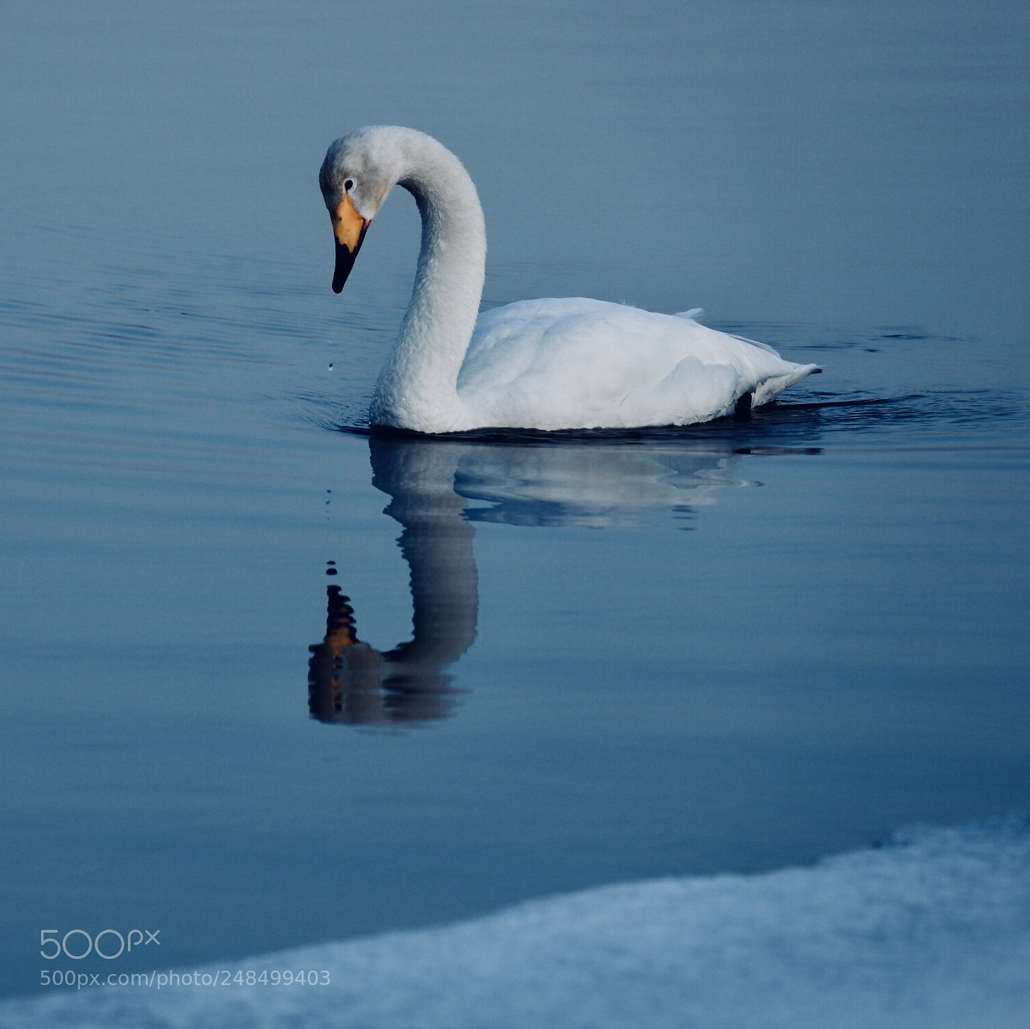 Canon EOS 6D Mark II sample photo. Swan tears？ photography