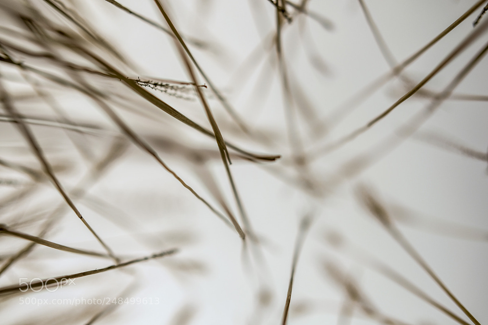 Fujifilm X-T20 sample photo. Botanical garten photography