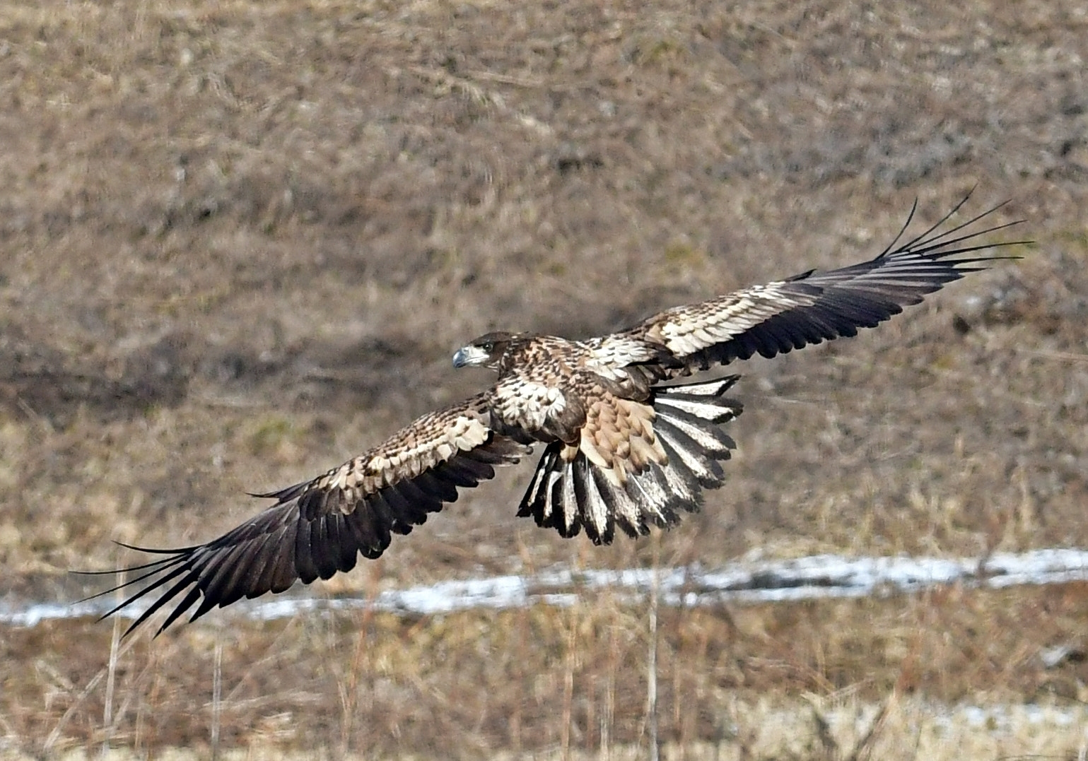 Nikon D500 sample photo. White tailed sea eagle photography