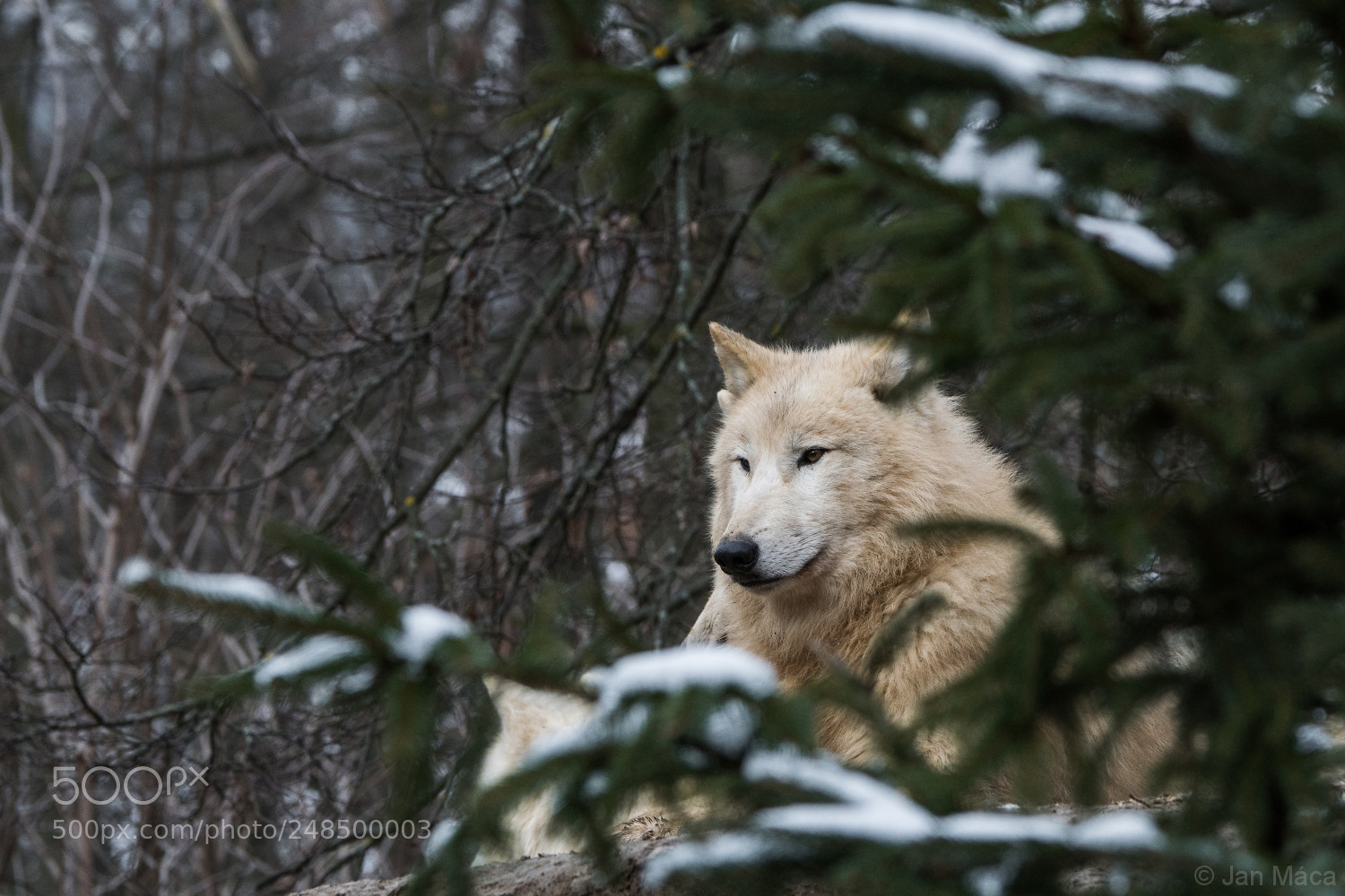 Sony ILCA-77M2 sample photo. Winter idyll photography
