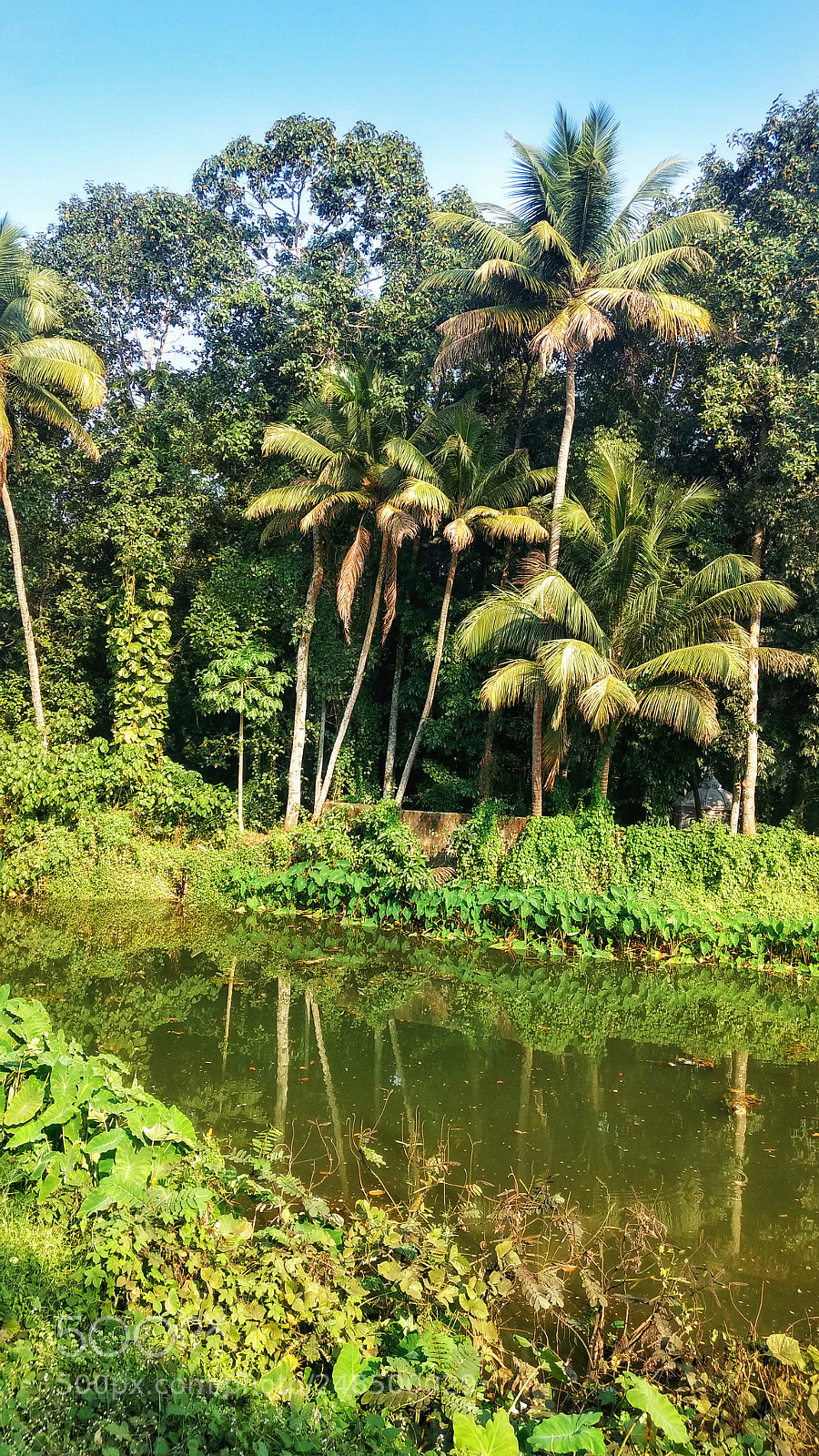 Motorola Moto G (4) sample photo. Coconuts photography