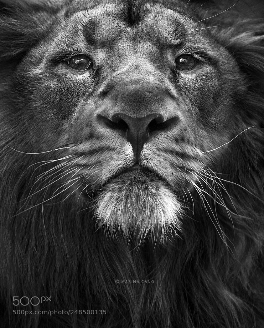 Canon EOS-1D X Mark II sample photo. The king photography