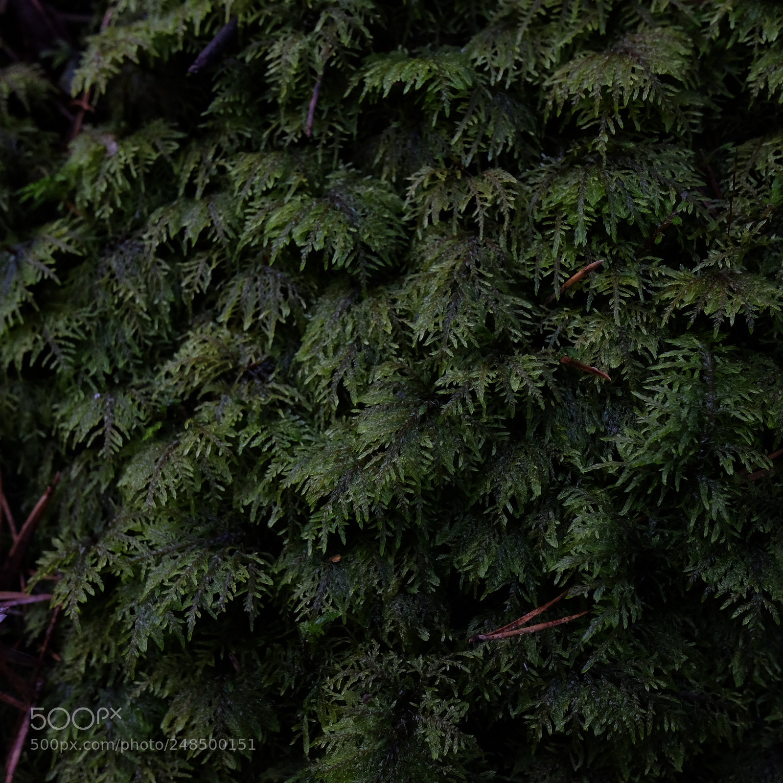 Fujifilm X70 sample photo. Untitled photography