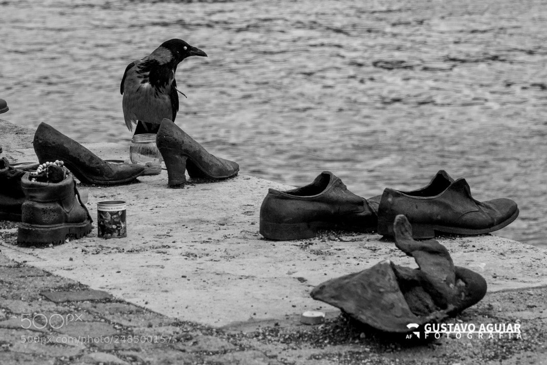 Canon EOS 60D sample photo. Raven and the shoes photography