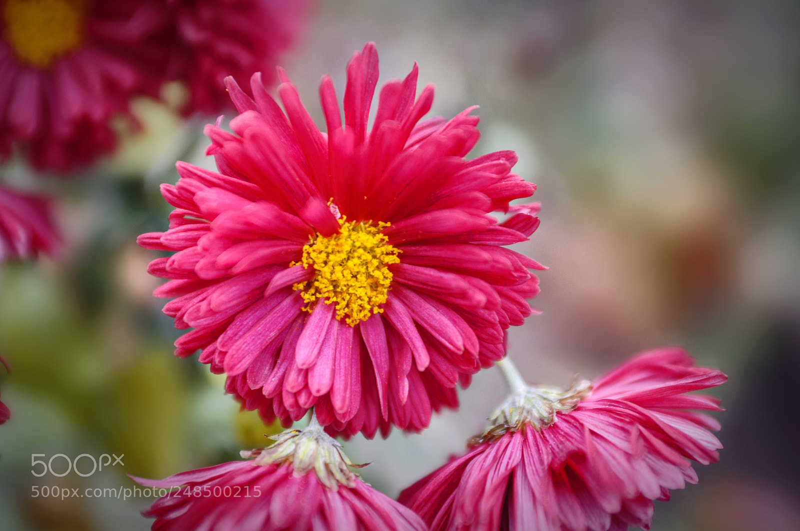 Nikon D90 sample photo. ... photography