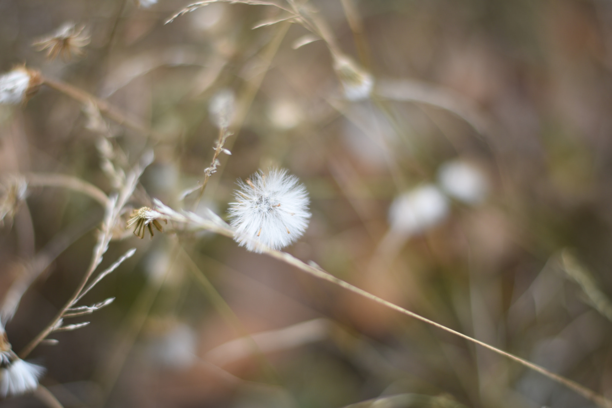 Nikon D5500 + Nikon AF-S Nikkor 50mm F1.8G sample photo. Flowers in february photography