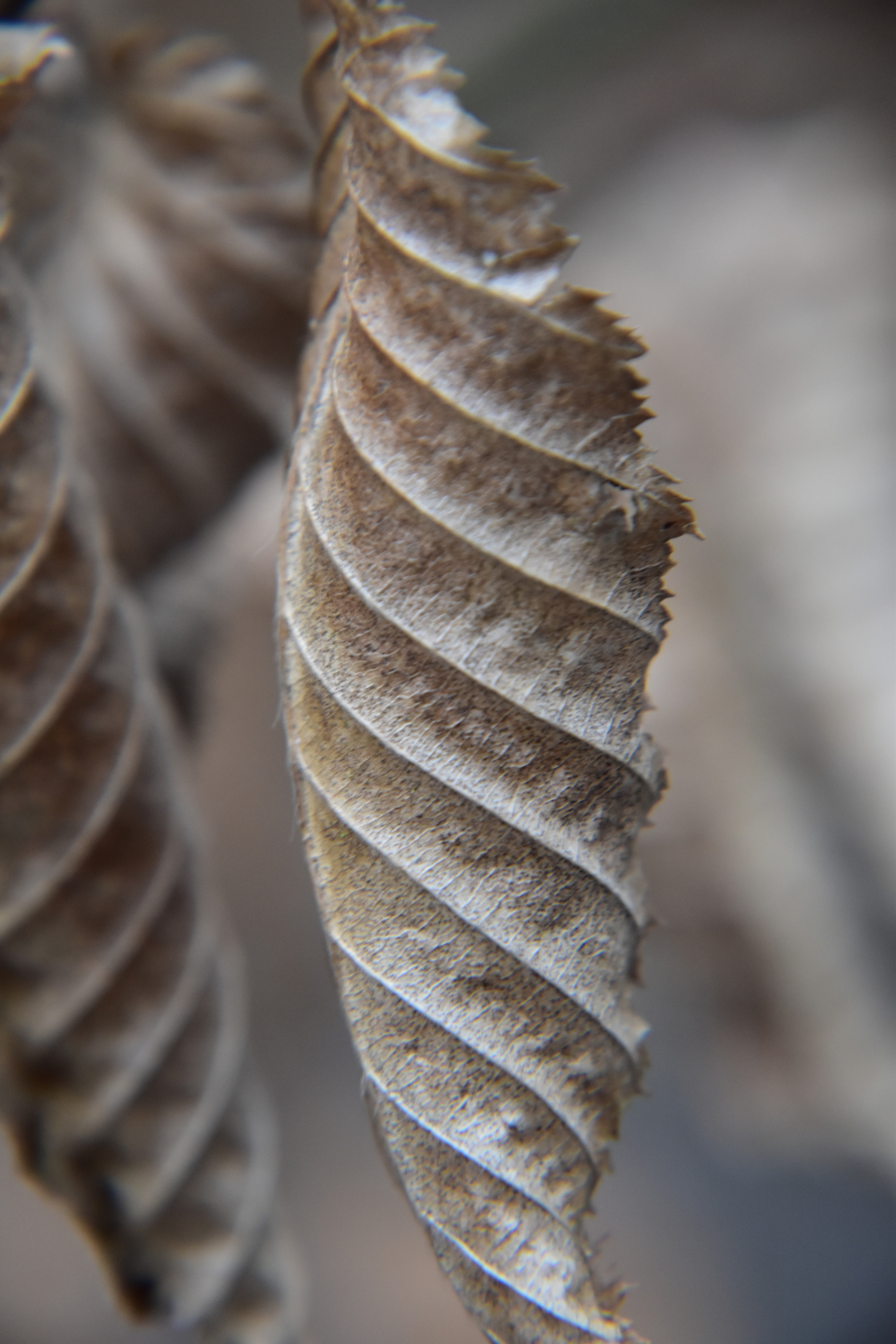 Nikon D5500 sample photo. Leaf photography
