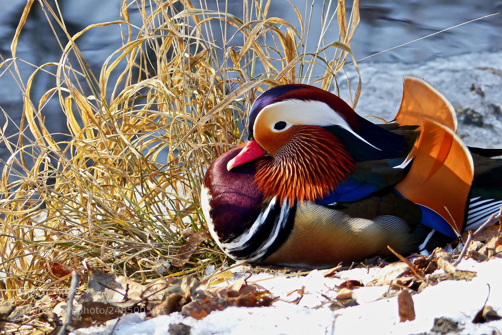Panasonic Lumix DMC-FZ200 sample photo. Mandarin duck 1 photography