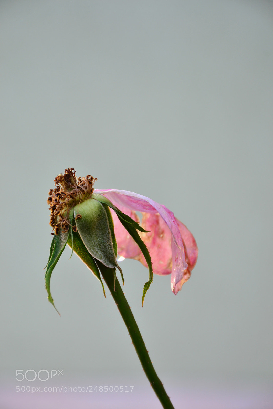 Nikon D3100 sample photo. Copy photography