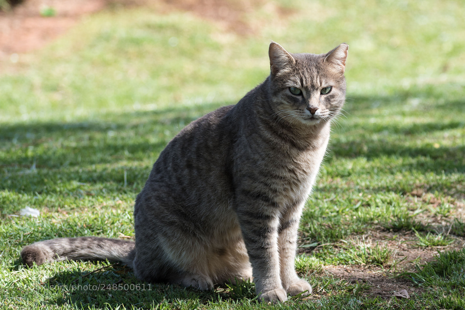 Nikon D5600 sample photo. Striped photography