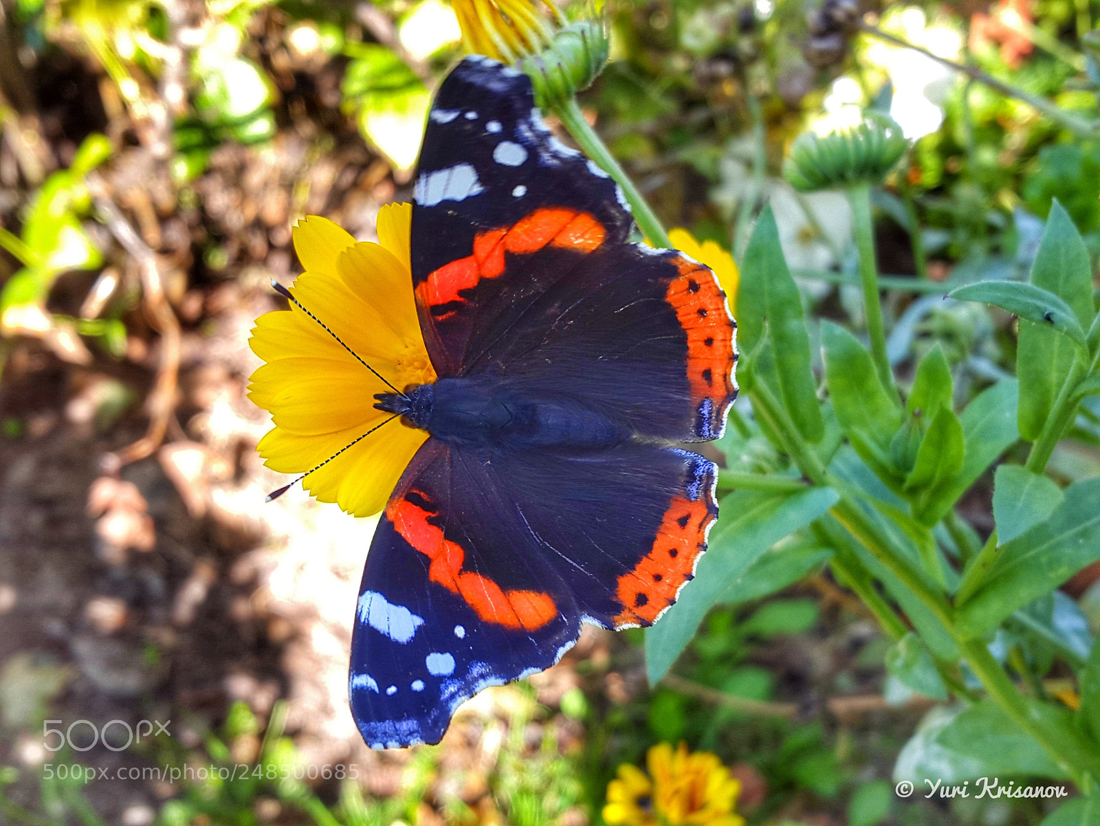 Samsung Galaxy Alpha sample photo. Vanessa atalanta photography