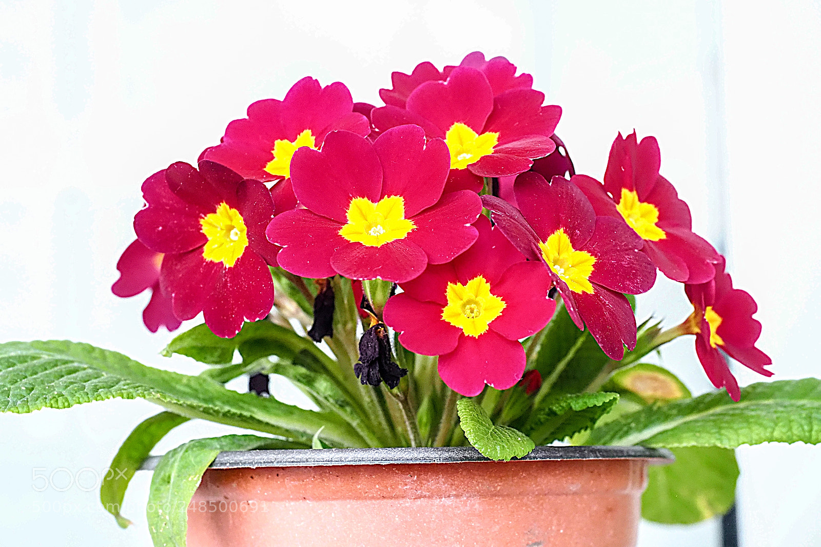 Olympus OM-D E-M1 Mark II sample photo. Olympus digital camera photography