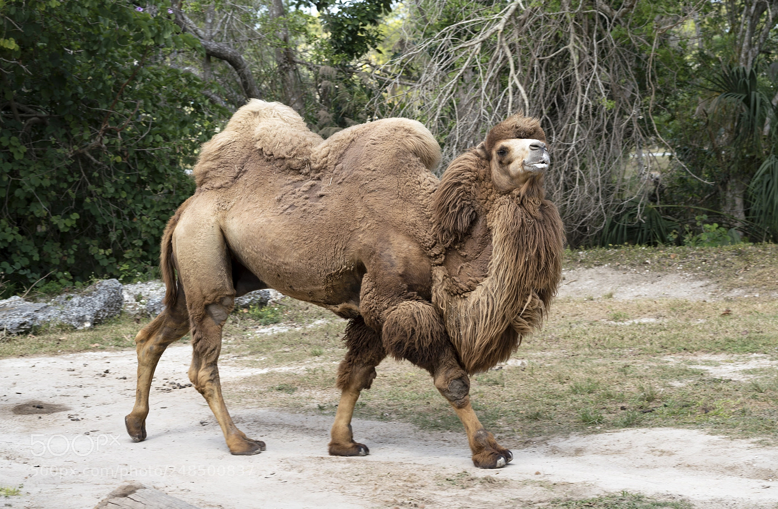 Sony a7R III sample photo. Bactrian camel strutting his photography