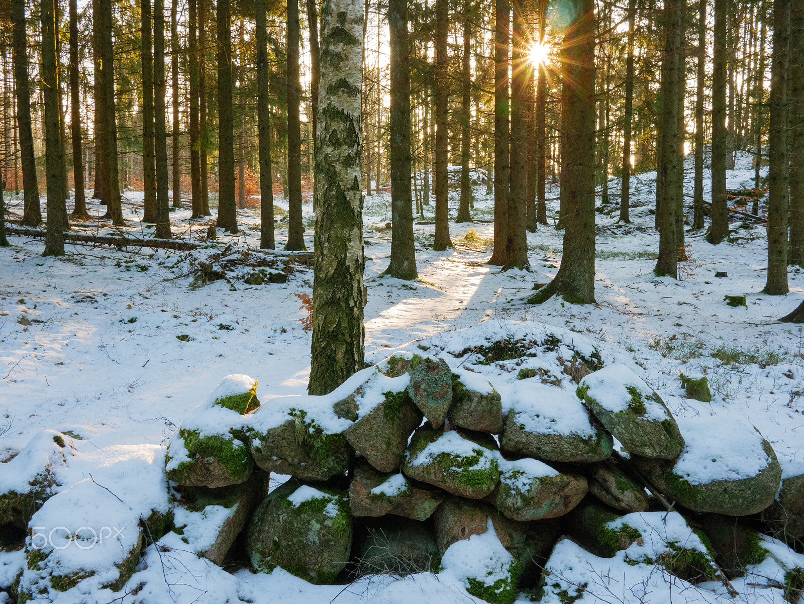 Panasonic Lumix DC-GX850 (Lumix DC-GX800 / Lumix DC-GF9) sample photo. Sunrise in the woods photography