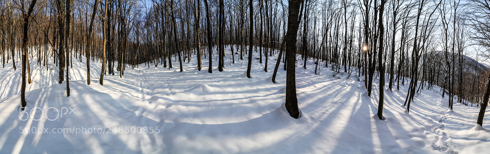 Canon EOS 80D sample photo. Snowy woods photography