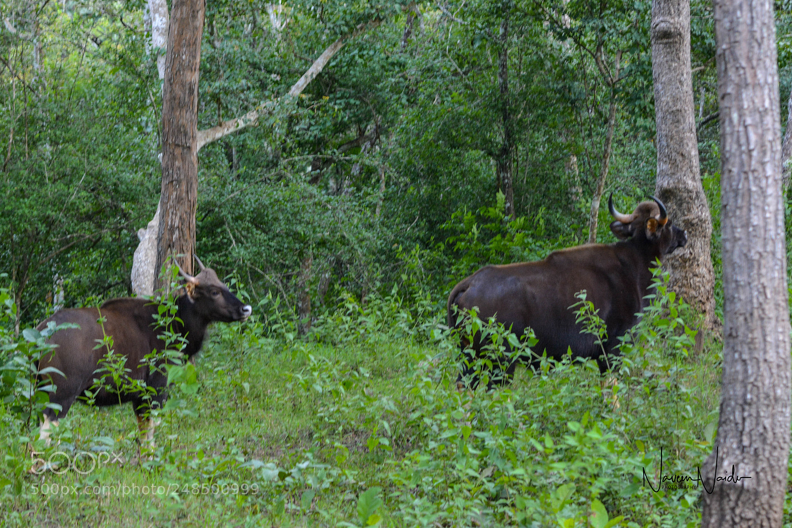 Nikon D5200 sample photo. Gaur photography