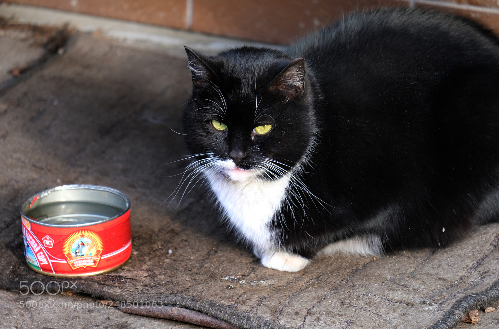 Fujifilm X-T20 sample photo. Feeding the homeless cat photography