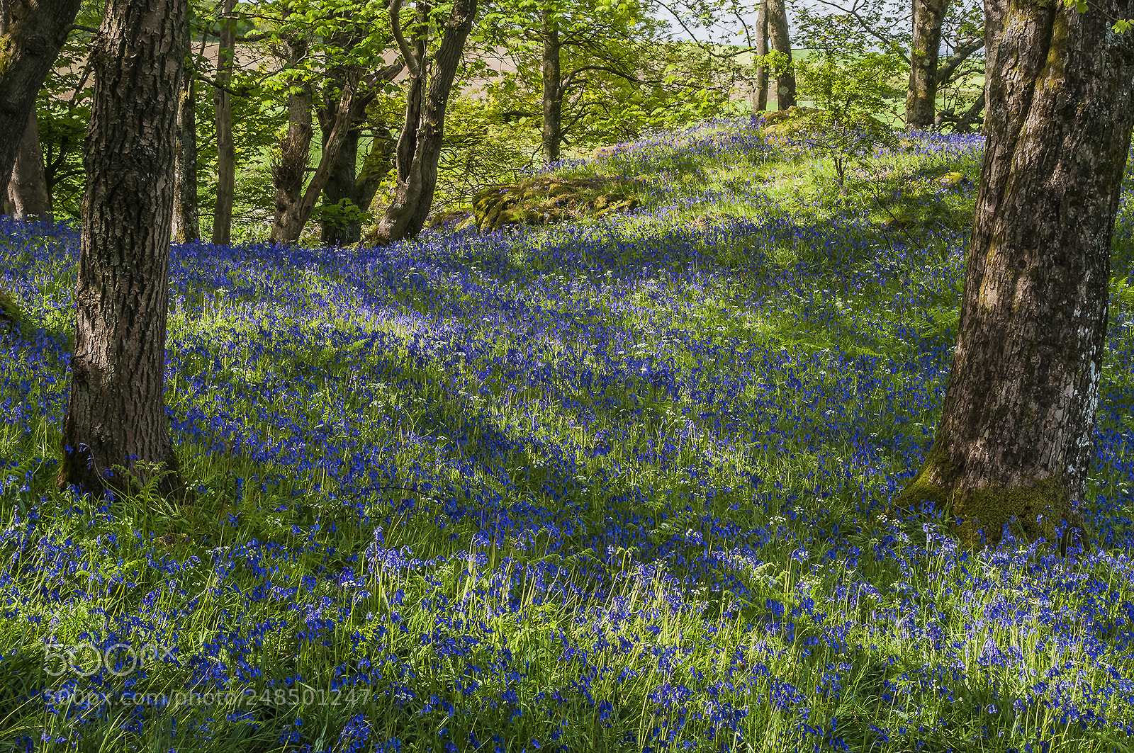 Pentax K20D sample photo. Bluebells, symington, scotland. photography