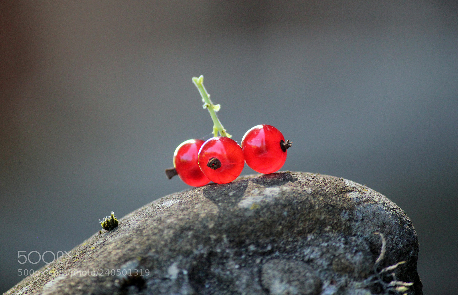 Canon EOS 600D (Rebel EOS T3i / EOS Kiss X5) sample photo. Close to the spring photography