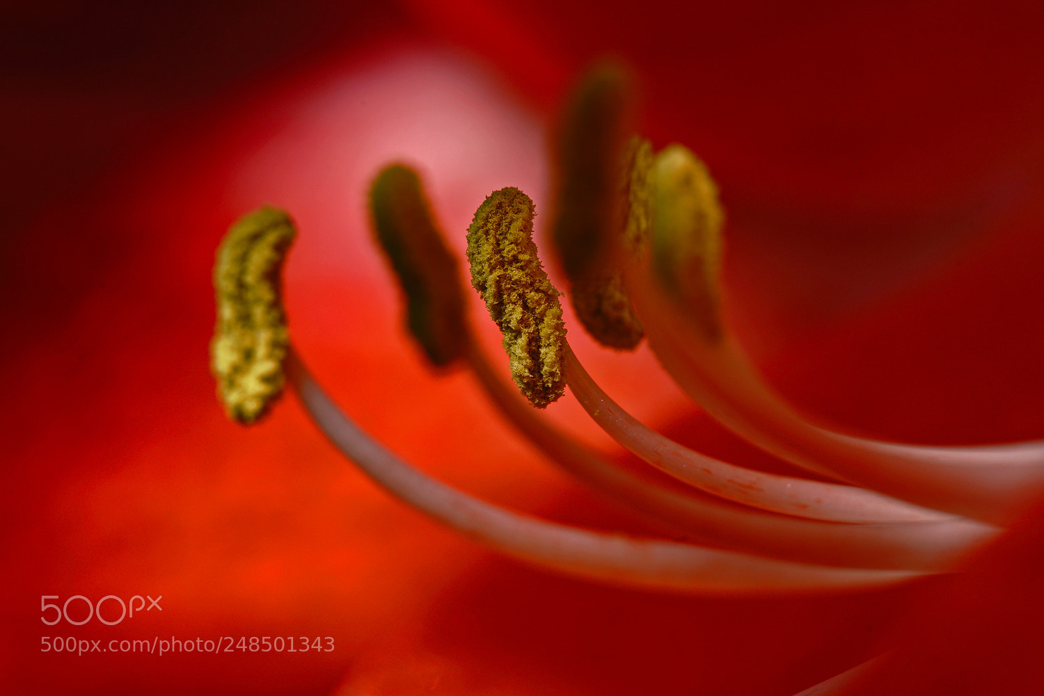 Sony a7R II sample photo. Amaryllis photography